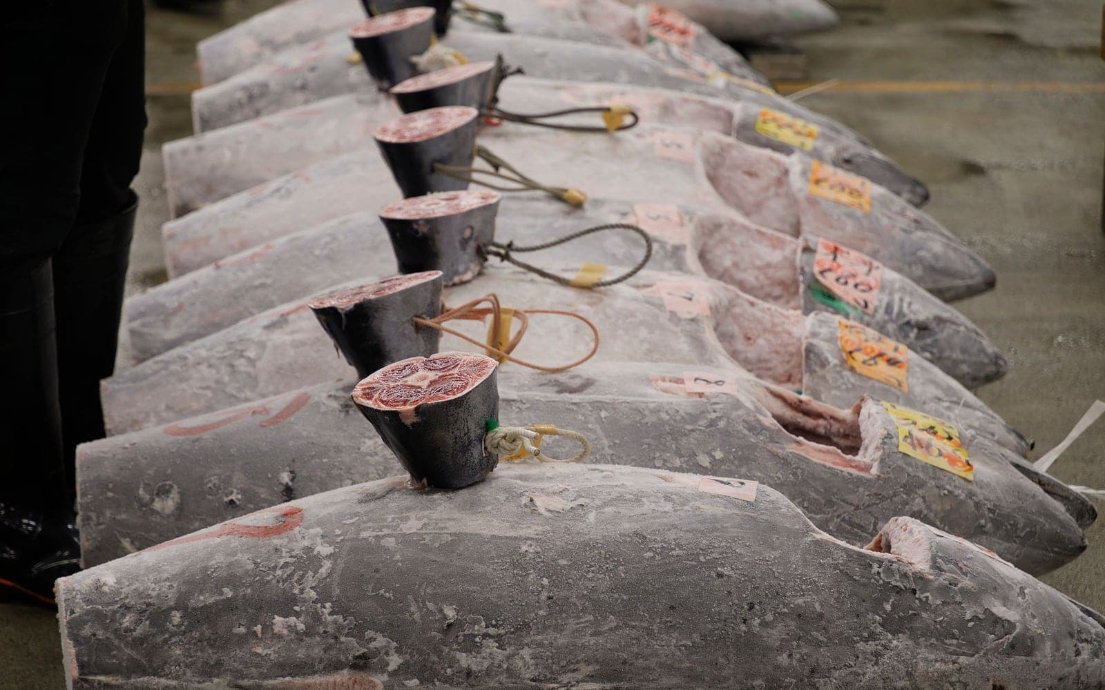 Software de gestión para cofradías de pescadores